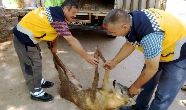 Yaralı bulunan karaca tedavi altına alındı;