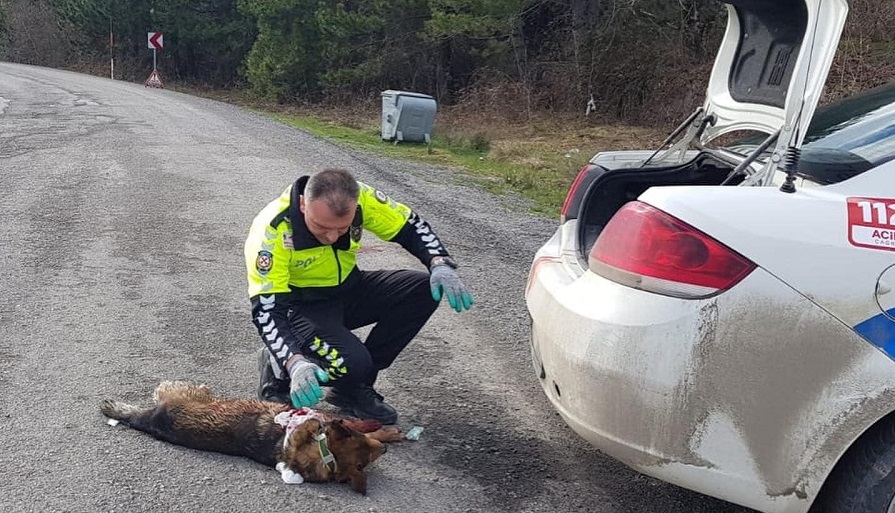 Yaralı köpeğe trafik ekipleri sahip çıktı;