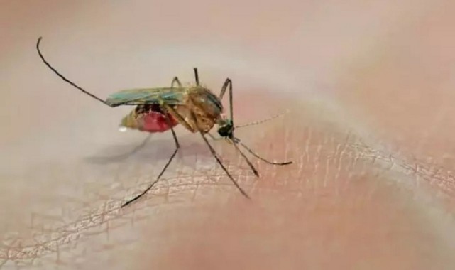Sivrisinekleri sonsuza kadar kovuyor! İşte sineklerin kabusu olan o karışım;
