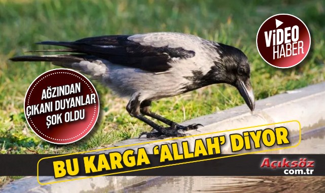 ‘Allah’ diyen karga!..;