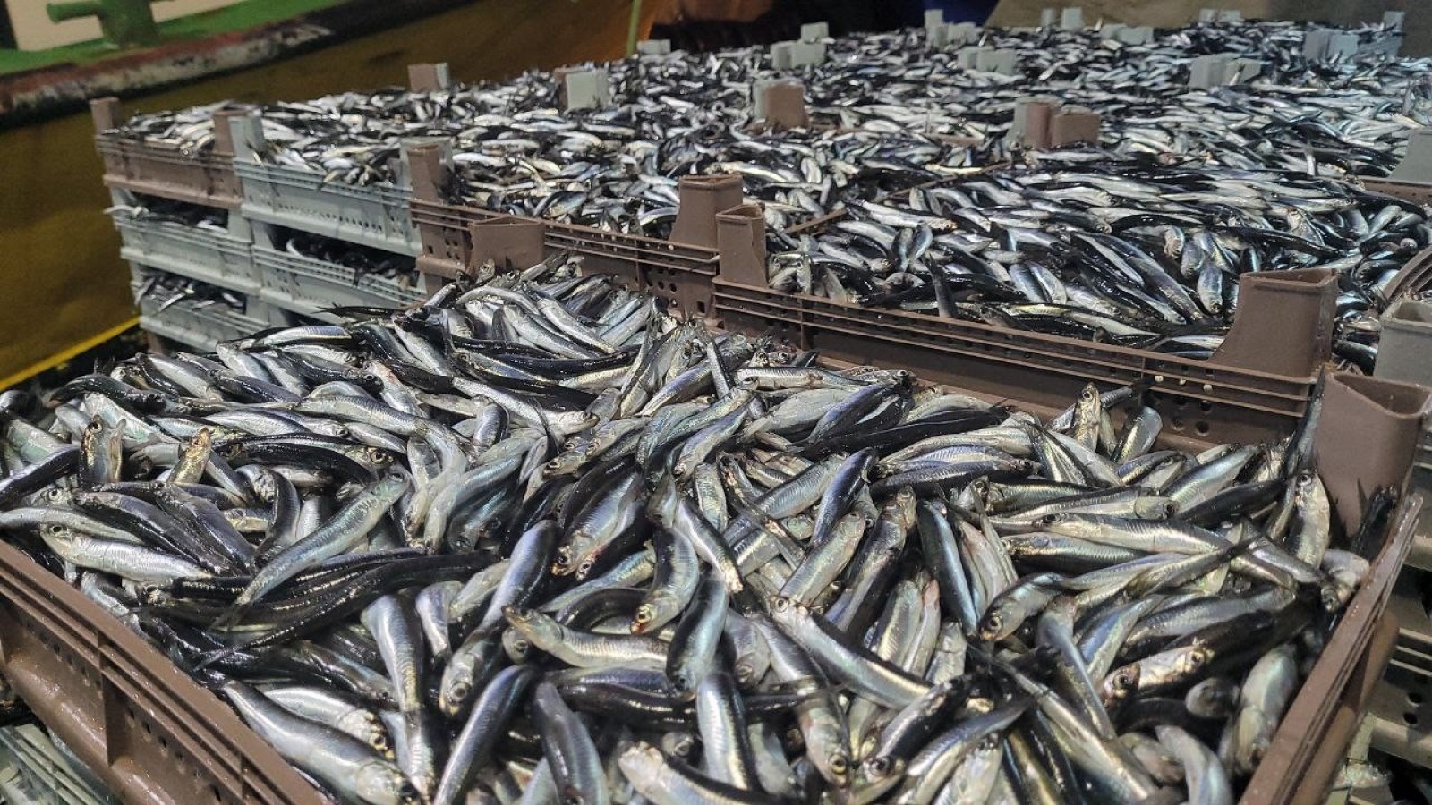 Karadeniz’de hamsi bolluğu yaşanıyor