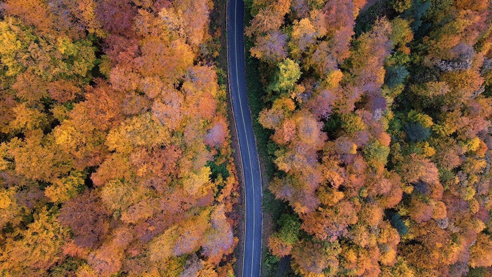 Kastamonu ormanları, sonbaharın tüm güzellikleriyle kaplandı;