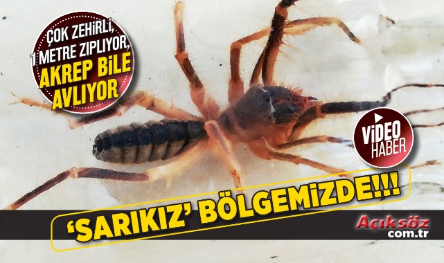 Sarıkız örümceği paniği!;