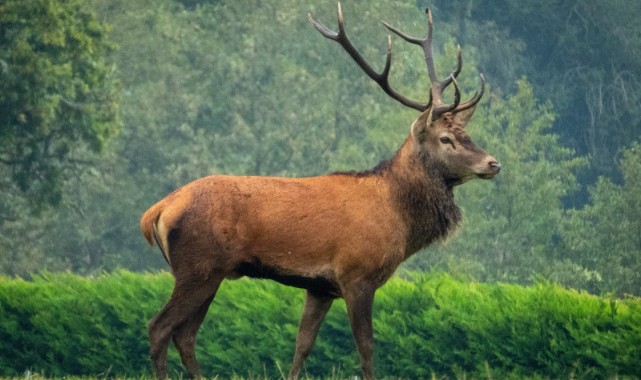 Kastamonu’da kızıl geyik avına izin!;