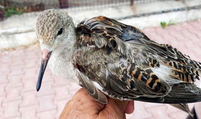 Yaralı bulunan dövüşkenkuş, tedavi altına alındı;