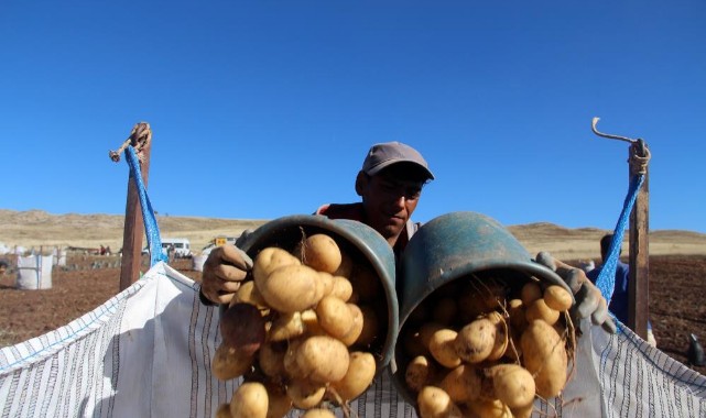 Sivas patates üretiminde rekora koşuyor;