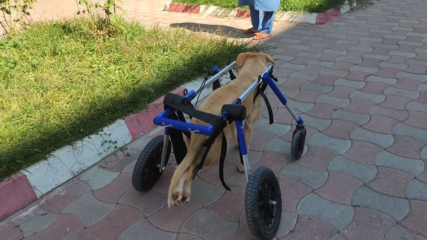 Tekerlekli düzenekle hayata döndü;