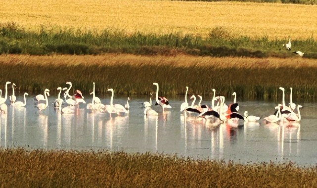 Kastamonu’nun komşusunda ilk kez flamingo görüldü;