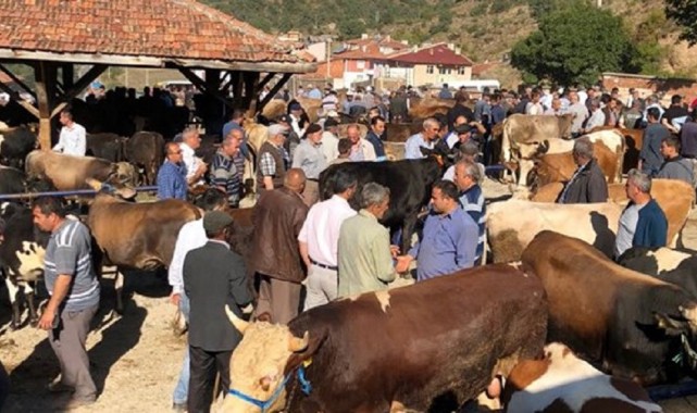 Tosya Canlı Hayvan Pazarı kapatıldı;