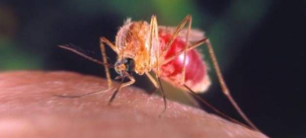 Sivrisinekler Kimi Isırır ?;