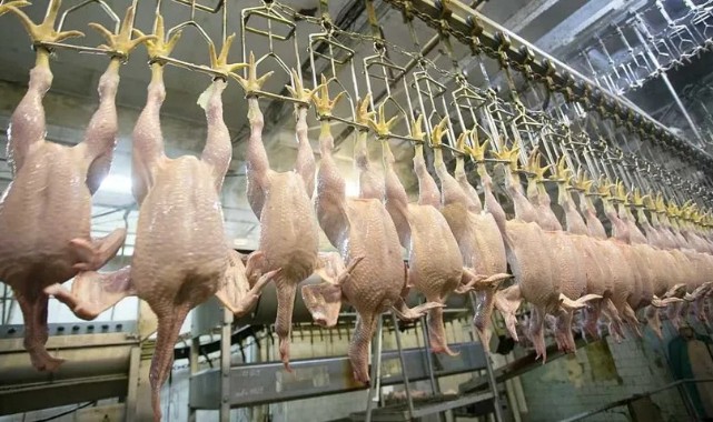 Tavuk eti üretiminde artış;