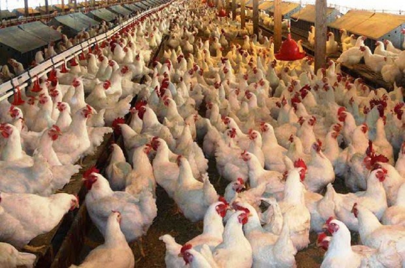Tavuk eti üretimi Ekim'de yüzde 2,3 arttı;