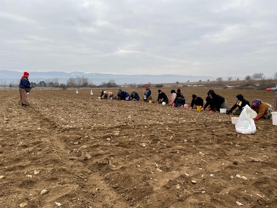 Sarımsak ekimi başladı;