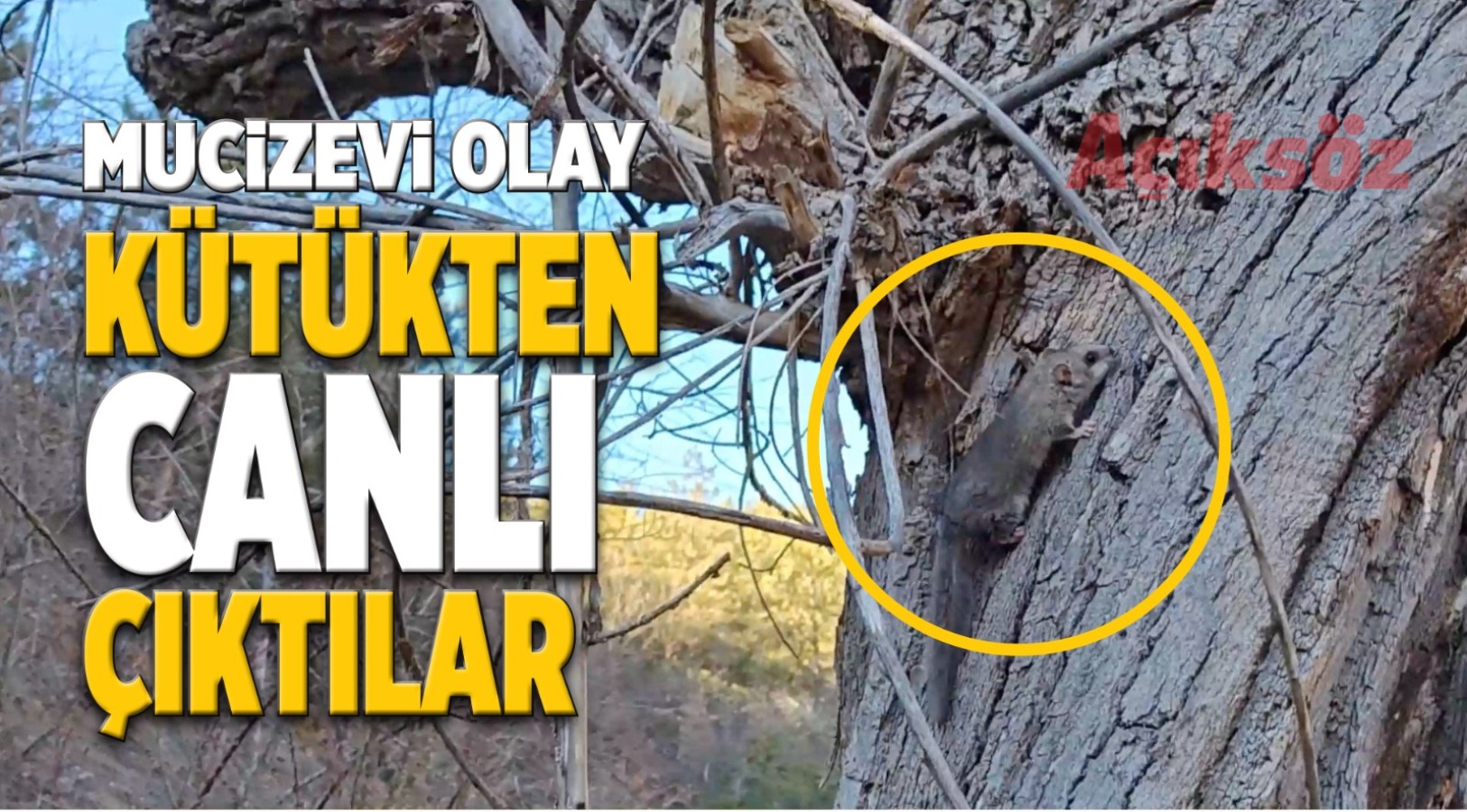 Kastamonu'da mucizevi olay!.. Kütükten canlı çıktılar;