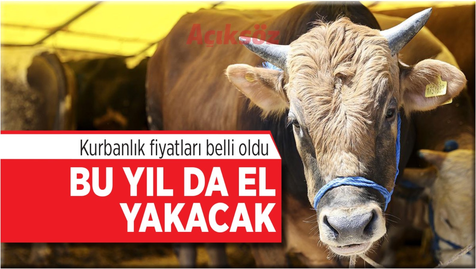 Kurbanlık fiyatları belli oldu: Bu yıl da el yakacak!;