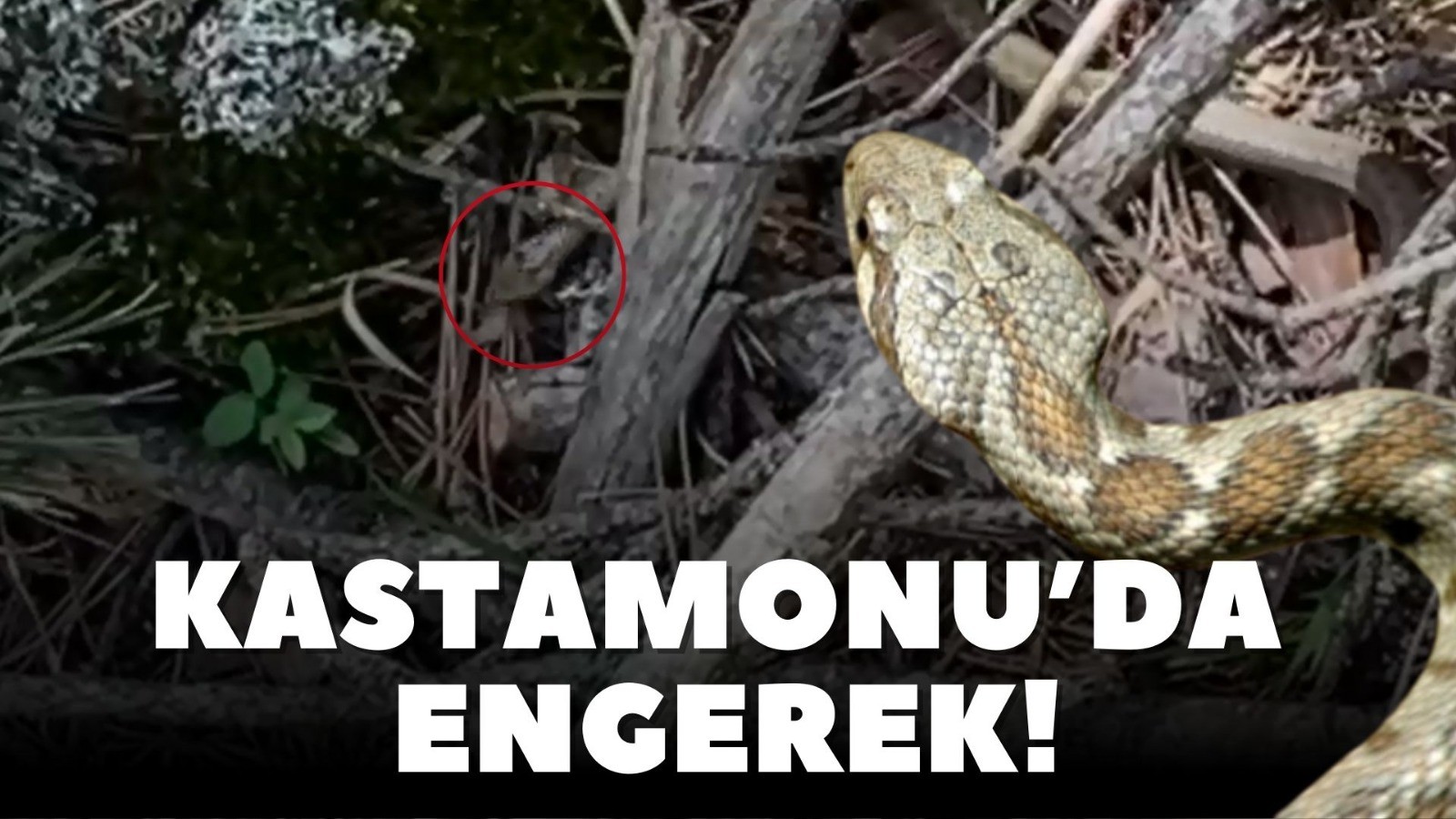 Kastamonu'da engerek yılanı! Üçgen başlı;