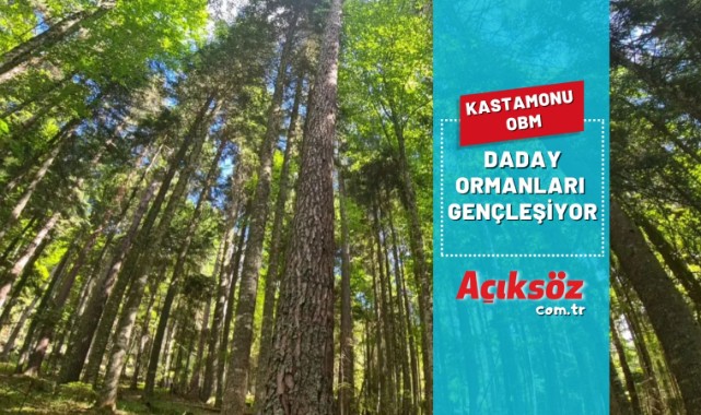 " Daday'da ormanlar gençleşiyor ";