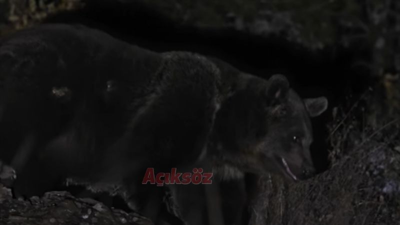 Kastamonu’nun ‘kocaoğlan’ı kamerada!;