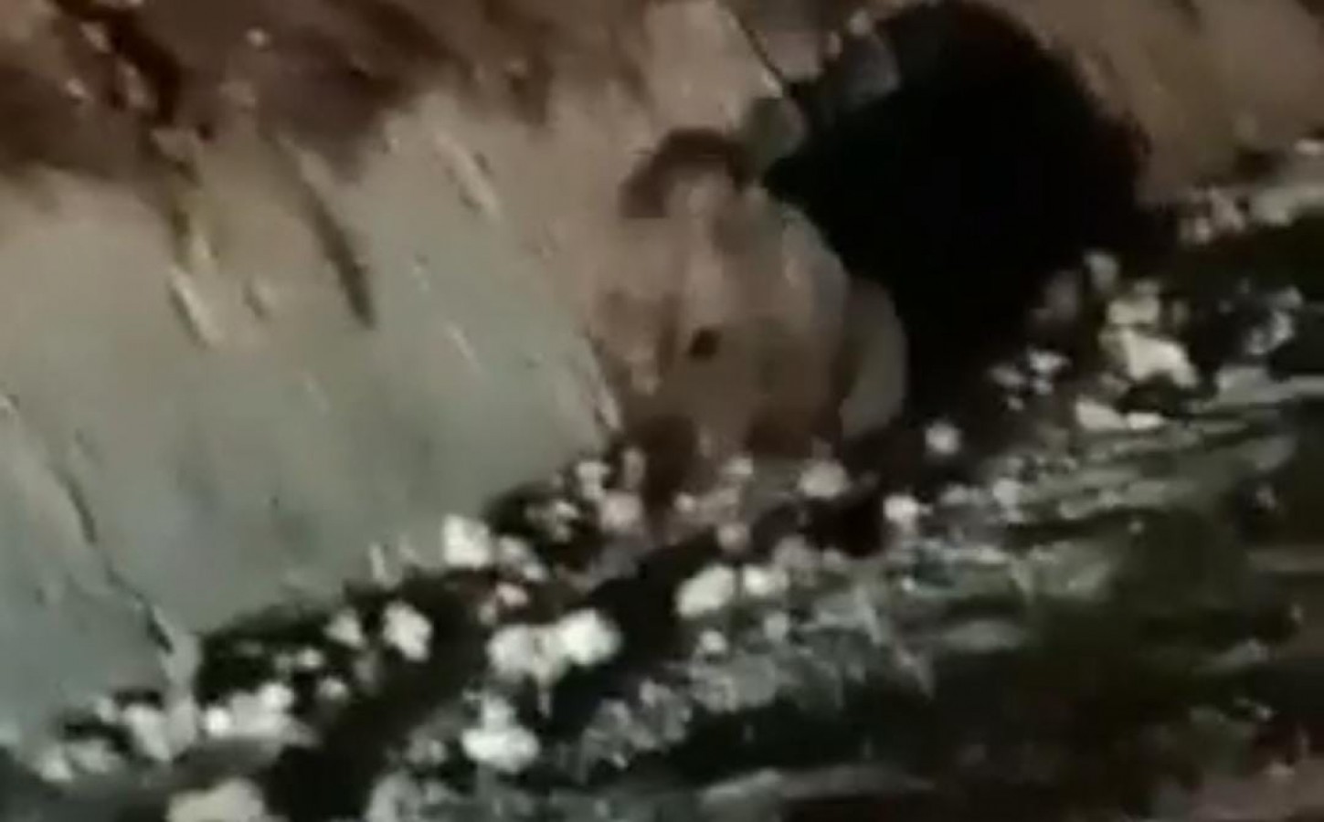 Otomobilin çarptığı yavru ayı, hayatını kaybetti