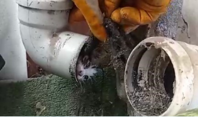 Yağmur borusuna sıkışan yavru kediyi market çalışanları kurtardı [VİDEO HABER];