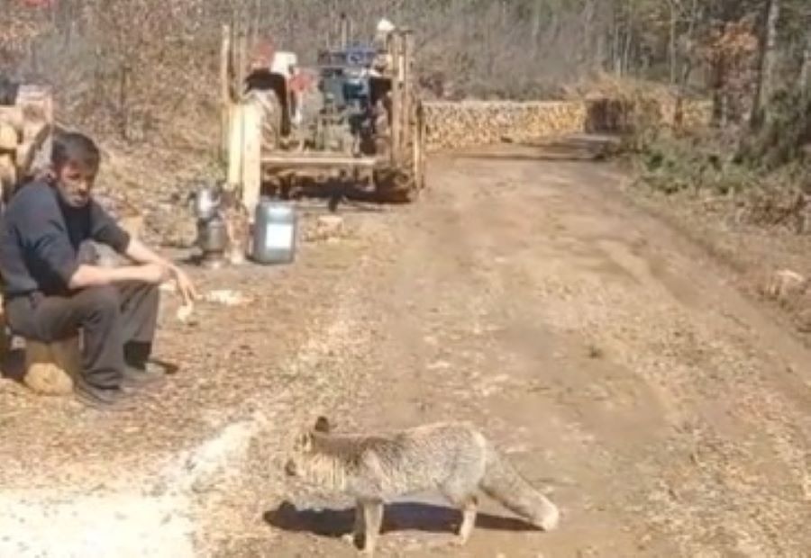 Kastamonulu 'kızgın damat' tilki dostuyla gündemde!