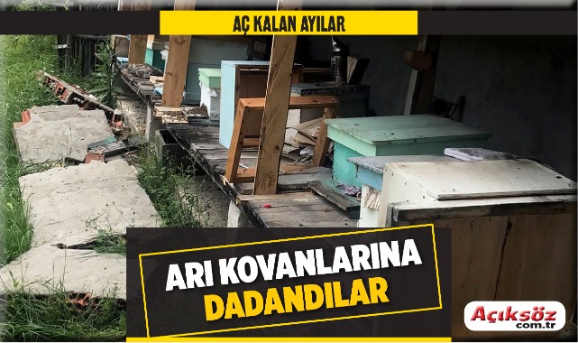 Aç kalan ayılar kovanları parçaladı;