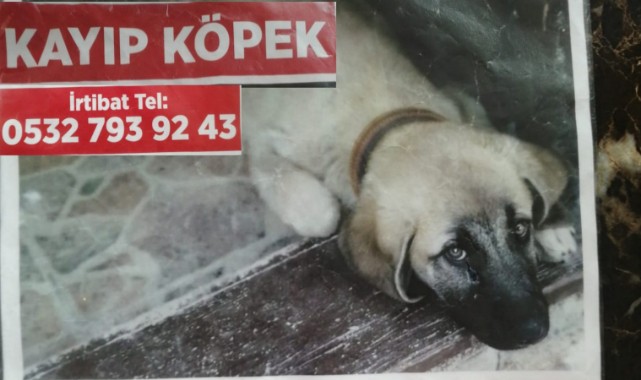 3 aylık yavru köpek kayboldu;