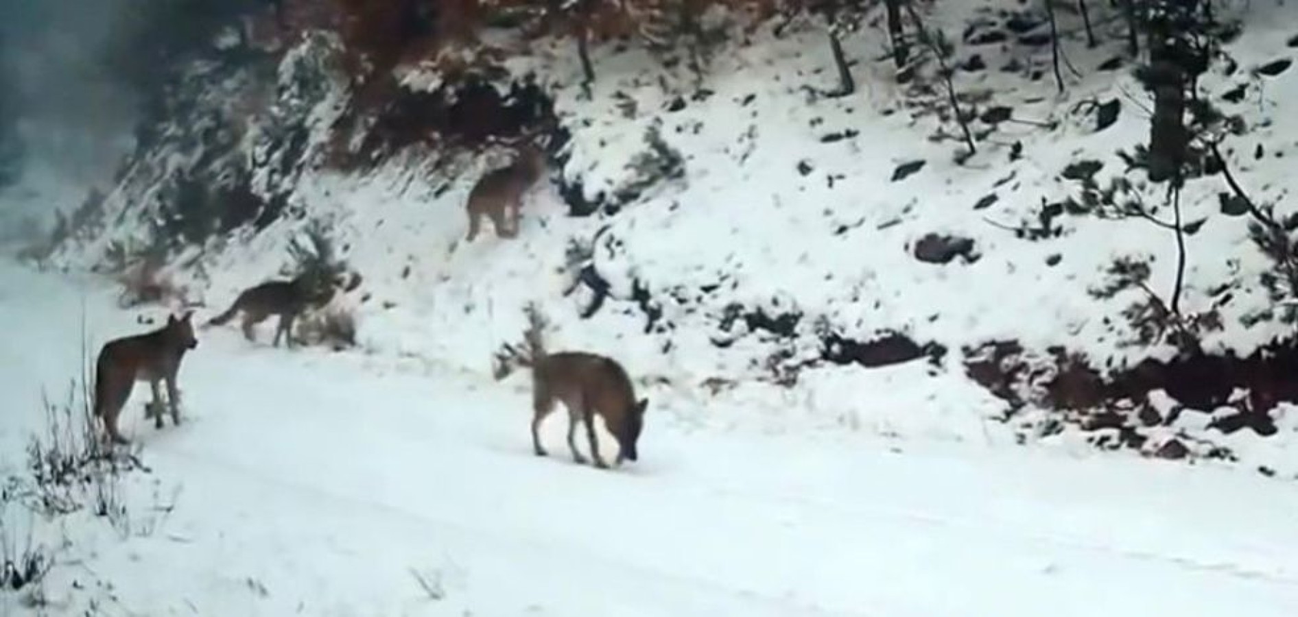 Ilgaz'daki yaban hayatı fotokapanla görüntülendi;