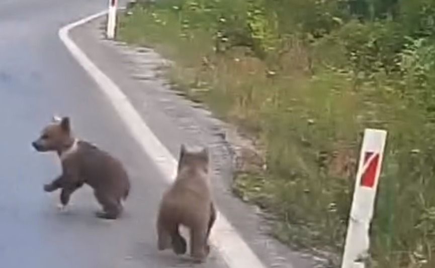 Kastamonu’da yavru ayılar kameraya yansıdı;