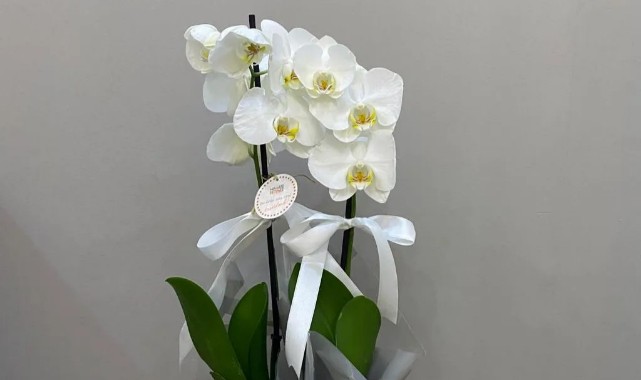 Bu yöntem solan orkidenizi tekrar canlandırıyor!;