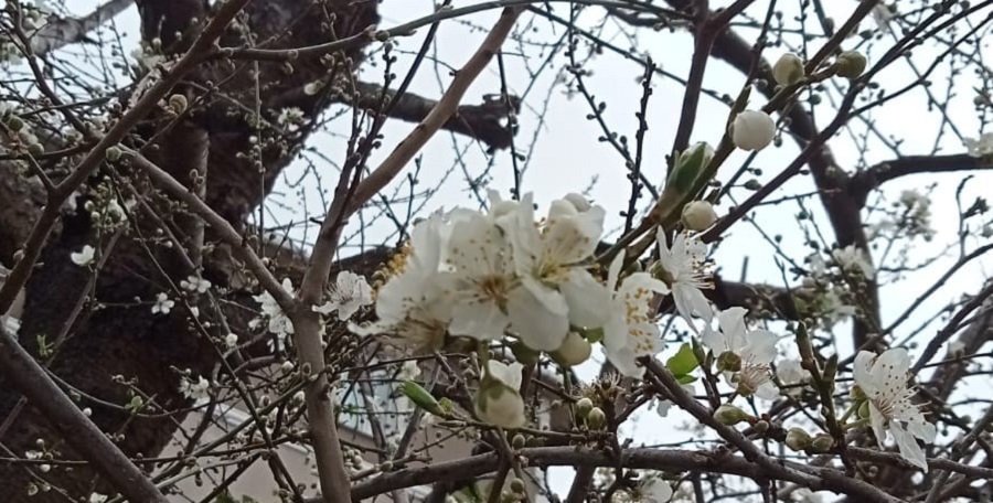 Kar yağışına aldırış etmeyen ağaç çiçek açtı;