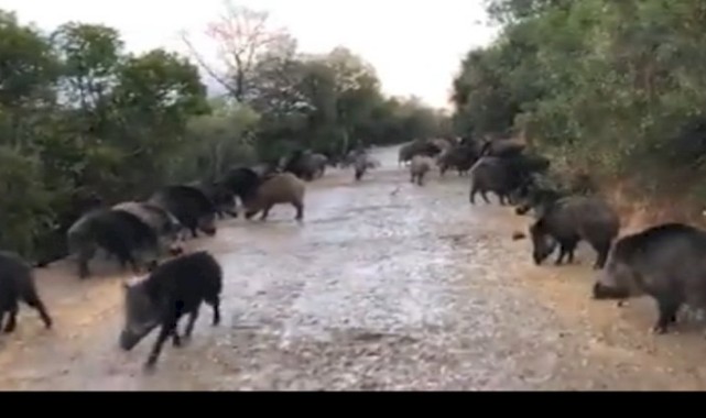 Kastamonu'da yaban domuzu istilası tarımsal üretimi tehdit ediyor
