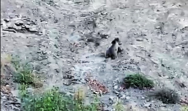 Bozkurt’ta yollara çıkan ayılar kameraya yakalandı;