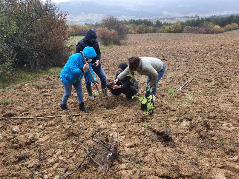 İlk mürver fidanları toprakla buluştu