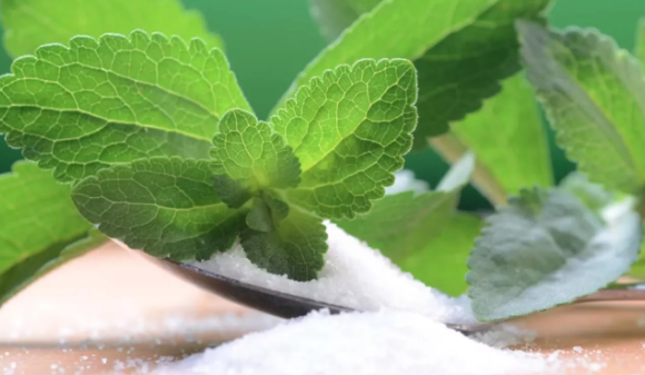 Stevia bitkisi ne işe yarar? Stevia bitkisinin faydaları nelerdir?;