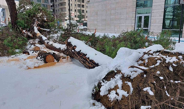 Karın ağırlığını taşıyamayan ağaç kökünden devrildi;