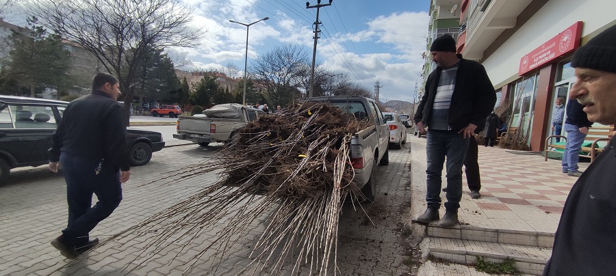 Tosya’da çiftçiye yüzde 50 hibeli fidan dağıtıldı;