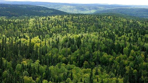 Orman Kanunu'nda değişiklik yapılması teklifi kabul edildi;