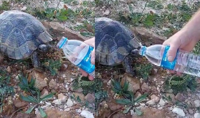 Kastamonu'da sıcaktan bayılan kaplumbağaya elleriyle su içirdi [VİDEO HABER];