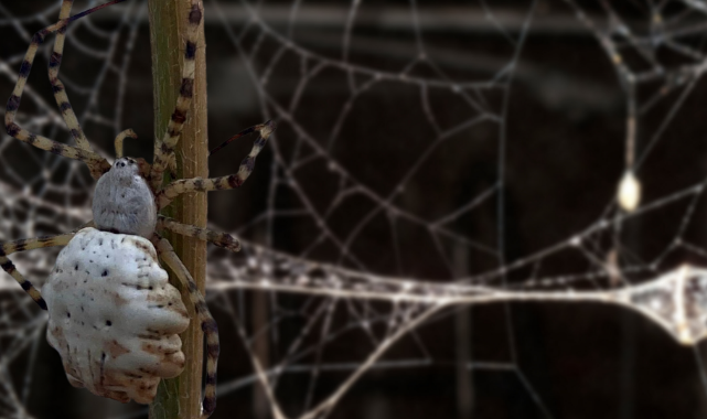 Dünyanın en zehirli örümceği, Türkiye'de görüldü [VİDEO HABER];