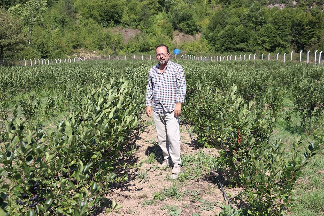 Kastamonu’ya ‘aronya’yı getiren adam…;