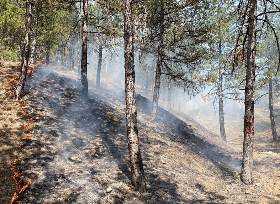 Uzun uğraşlar sonucunda kontrol altına alındı;