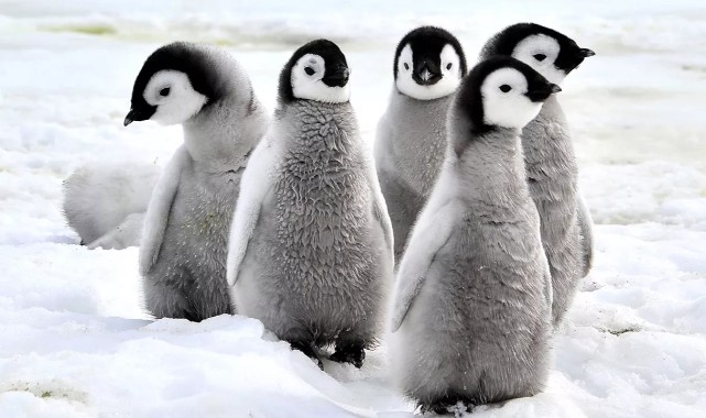 Buz kırılması 10 bin yavru penguenin ölmesine neden oldu;