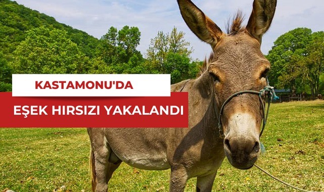 Kastamonu'da yeni moda! Eşek hırsızlığı...;