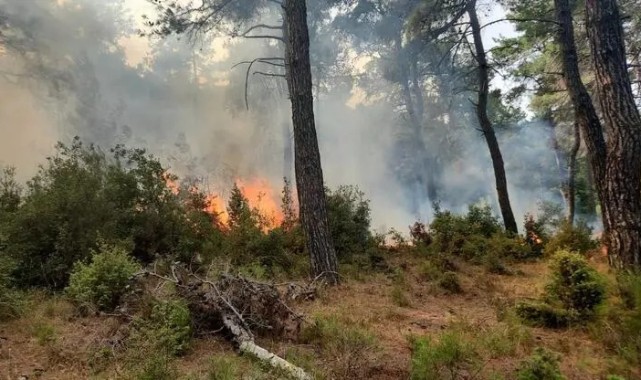 Çanakkale'de orman yangını;