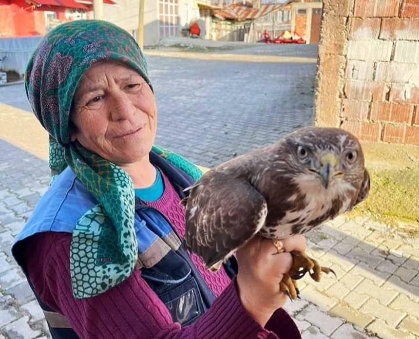 Kastamonu’da yaralı şahine köylüler sahip çıktı;