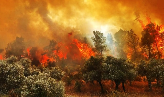 2 gün süren orman yangını söndürüldü;