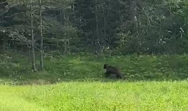 Yavru ayı yonca tarlasında;