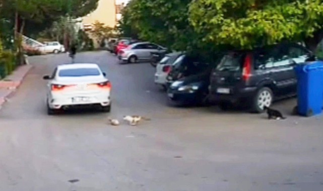 Kediyi ezip kaçan sürücüye para cezası