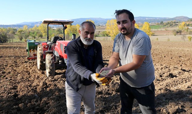 Kastamonu’da siyez toprakla buluştu, yüksek rekolte bekleniyor  